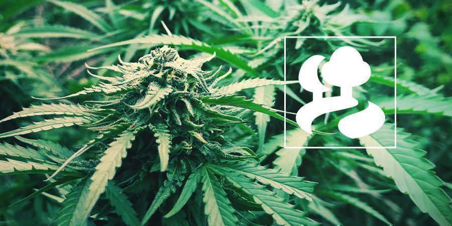 The Ultimate Guide For Guerrilla Growing Cannabis - Zamnesia